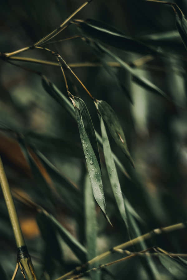 Best Nature Background