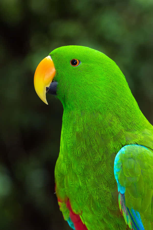 Best Nature Background