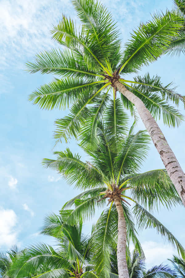 Best Nature Background