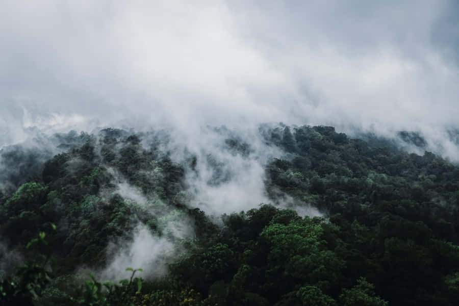 Best Nature Background