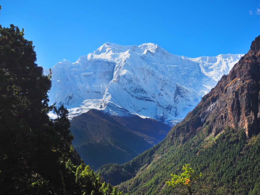 Best Nature Background