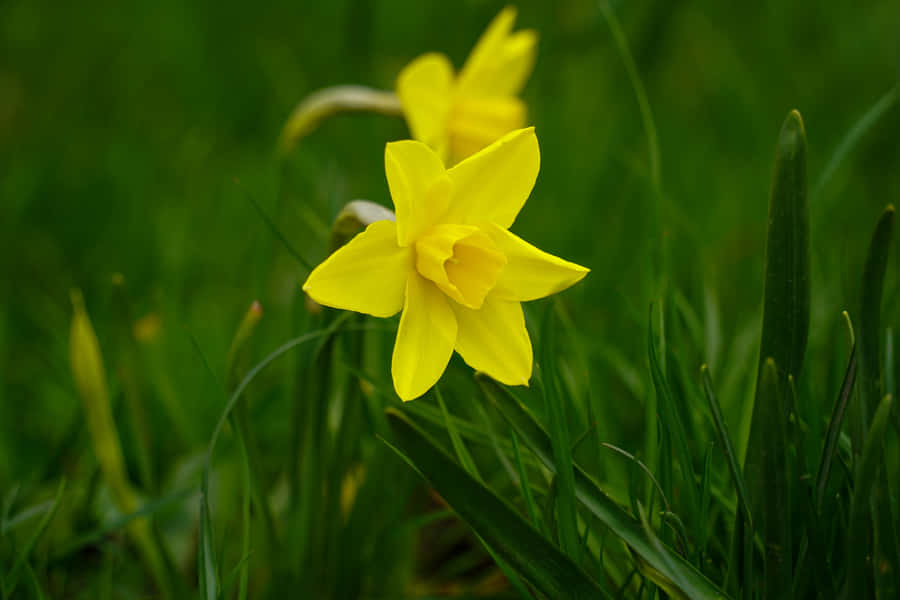 Best Nature Background