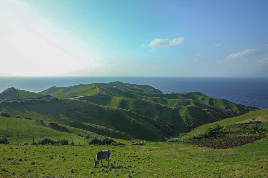 Best Nature Background