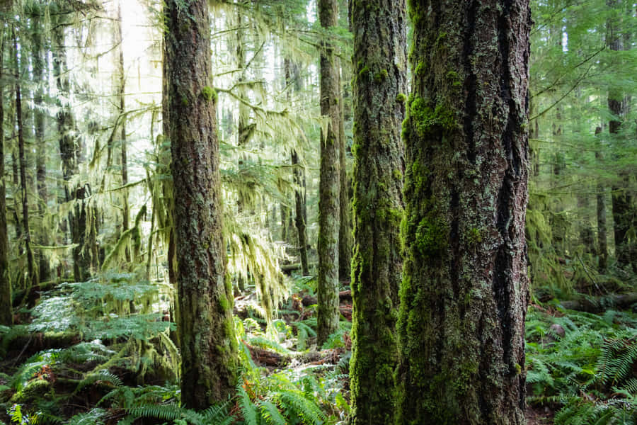 Best Nature Background