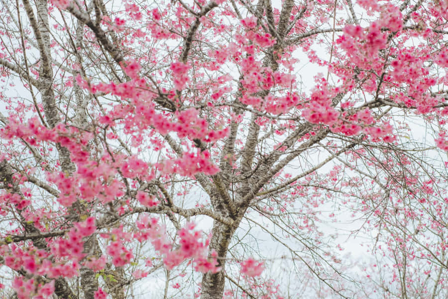 Best Nature Background
