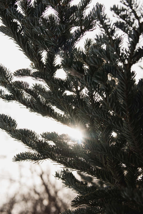 Best Nature Background