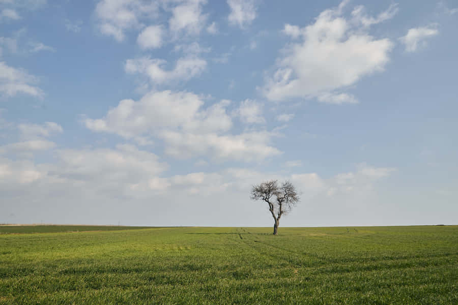 Best Nature Background