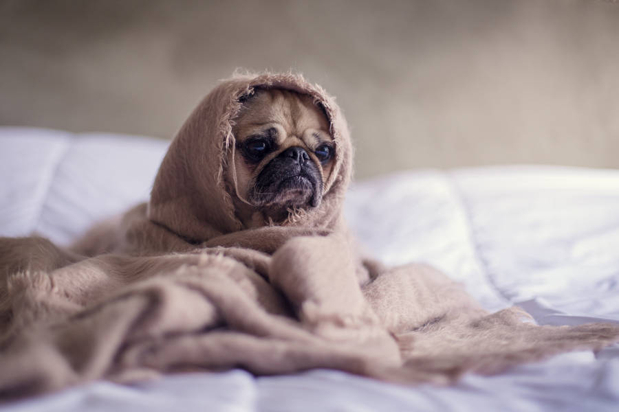 Blanket covered pug dog on white bed sheet wallpaper.