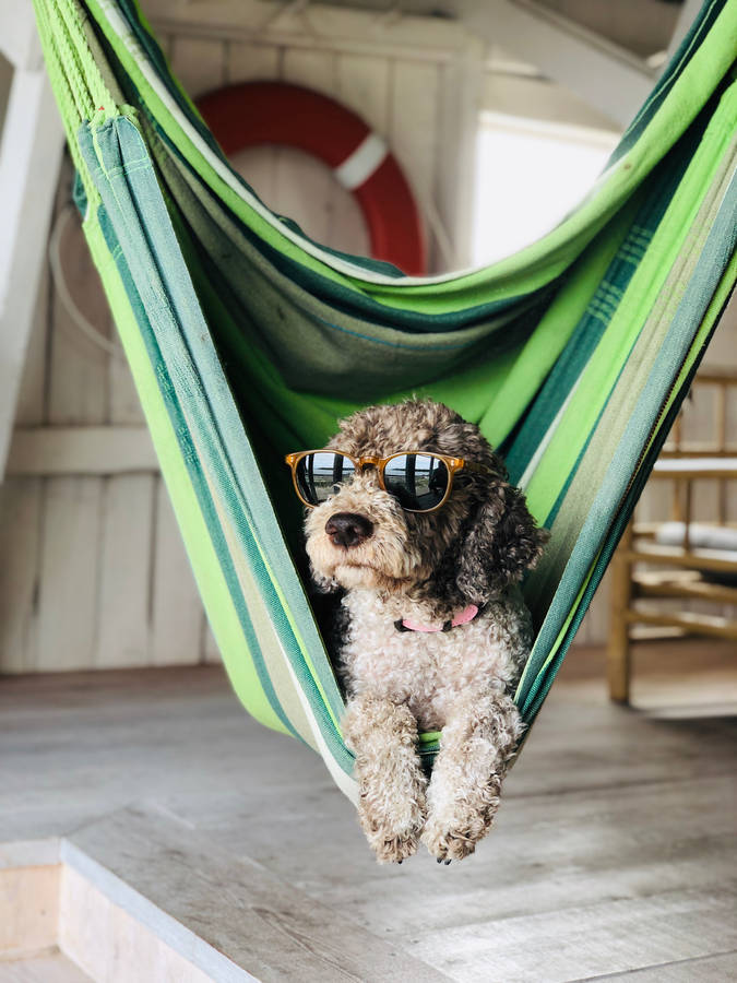 Chill dog in hammock wallpaper