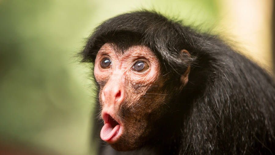 Funny Face Of A Monkey wallpaper