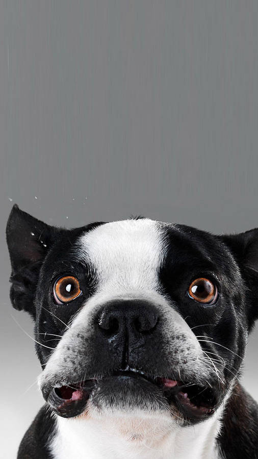 Funny Face Of Boston Terrier Pup wallpaper