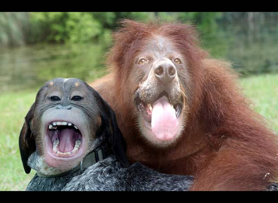 Monkey Funny Faces Swap wallpaper