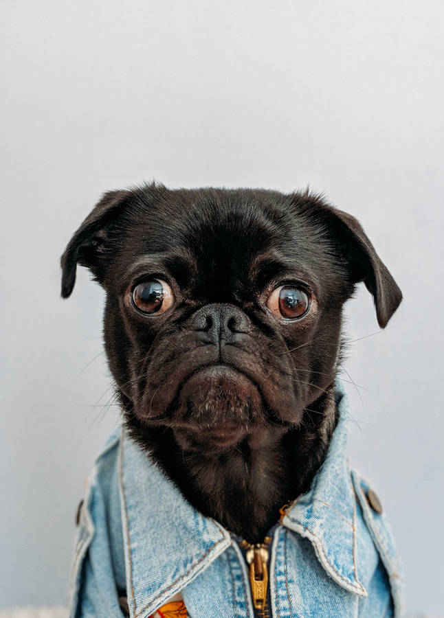 Pet Pug with denim wallpaper